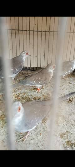 Pied dove ready to breed pieces