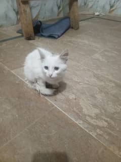 Persian cat price 7000