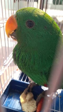 Eclectus