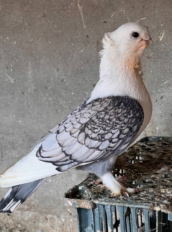 Satinette Pigeon Pair for sale 0