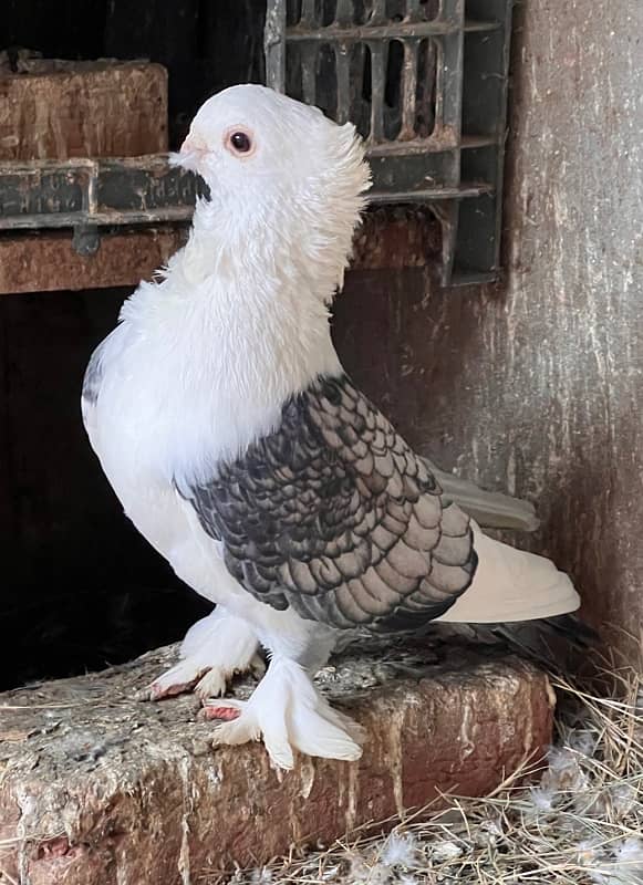 Satinette Pigeon Pair for sale 1