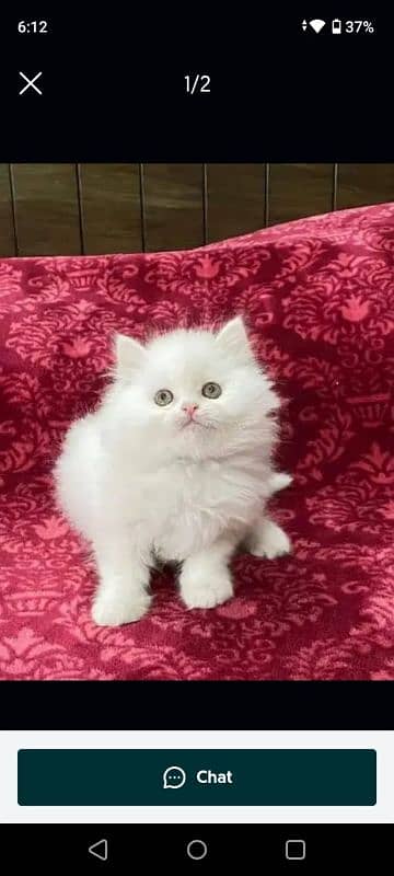 pareshan cat for sale WhatsApp number 0310=6441=528 0