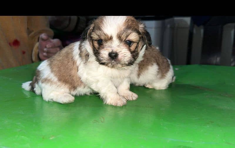 dog pair n puppies for sale 2