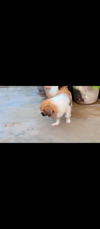 dog pair n puppies for sale 9