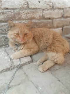 Male cat. Full friendly