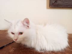 Persian Cat / double coated cat for sale