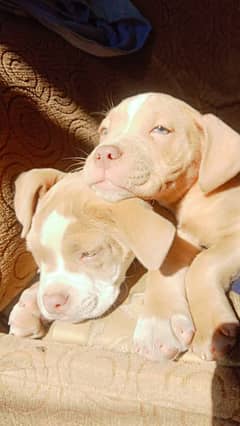 puppies for sale