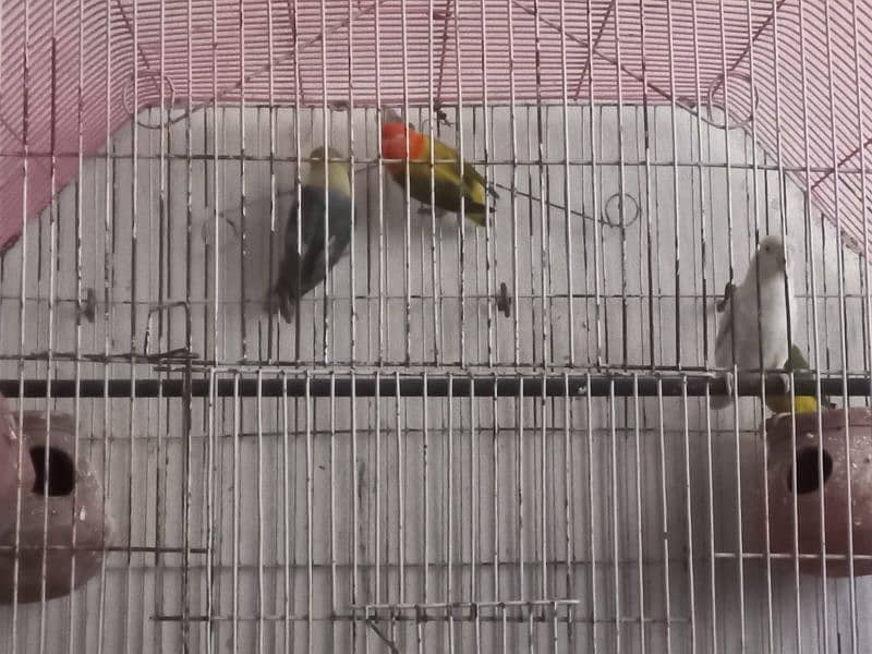 Love birds for sale 4