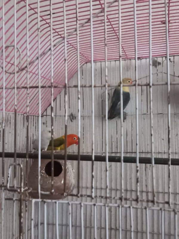 Love birds for sale 10