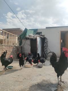 Australorp female