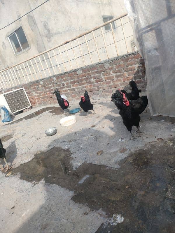 Australorp female 4