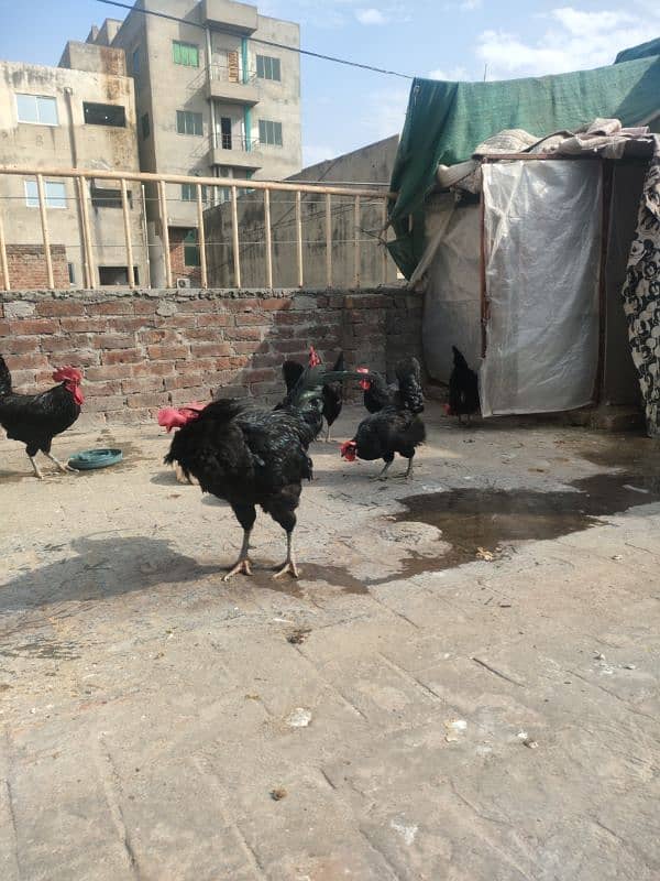 Australorp female 5