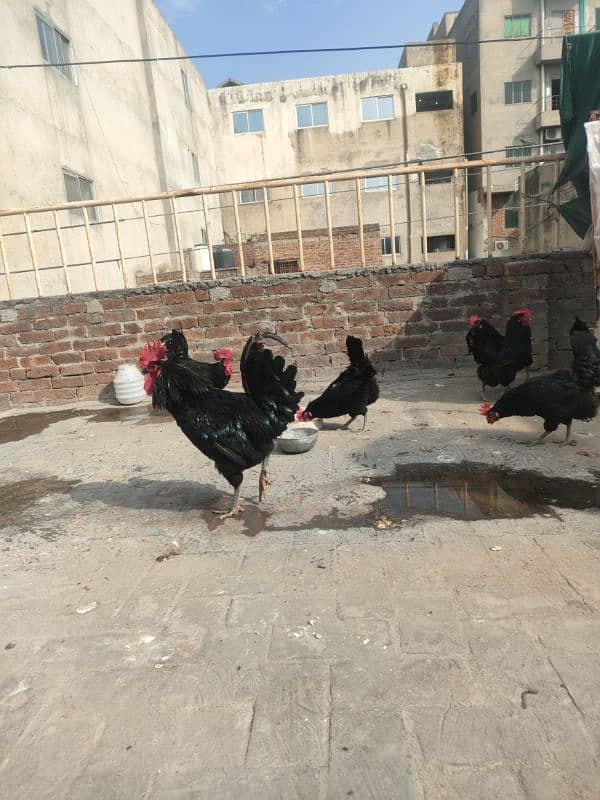 Australorp female 6