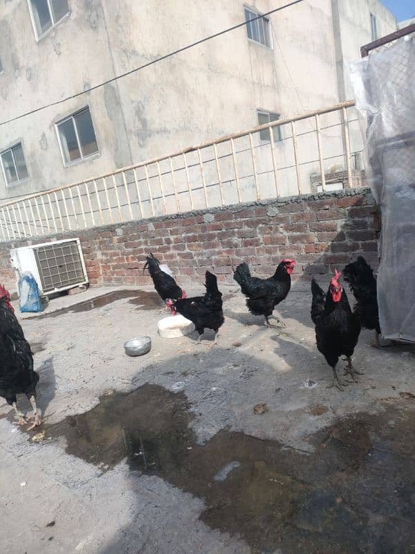 Australorp female 7