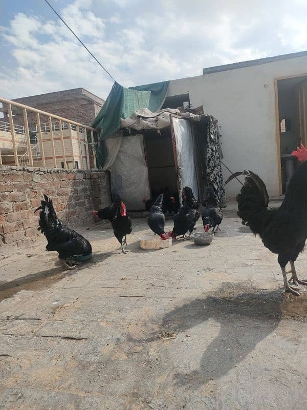 Australorp female 8