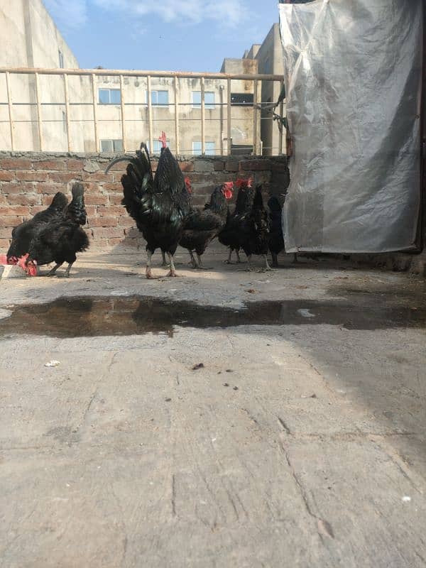 Australorp female 9