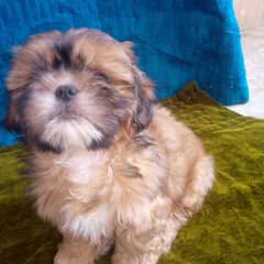 shihtzu male puppy