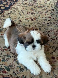 Shih Tzu / Shitzu Show Class Pedigreed Puppies For Loving Homes.