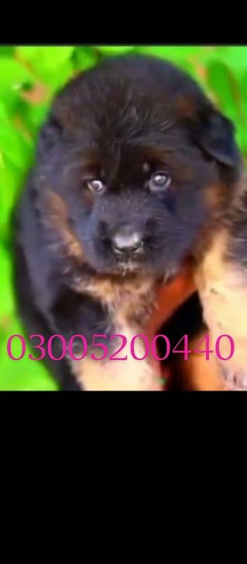 Beautiful Black Mask Gsd puppy imported parents 0