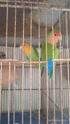 love bird