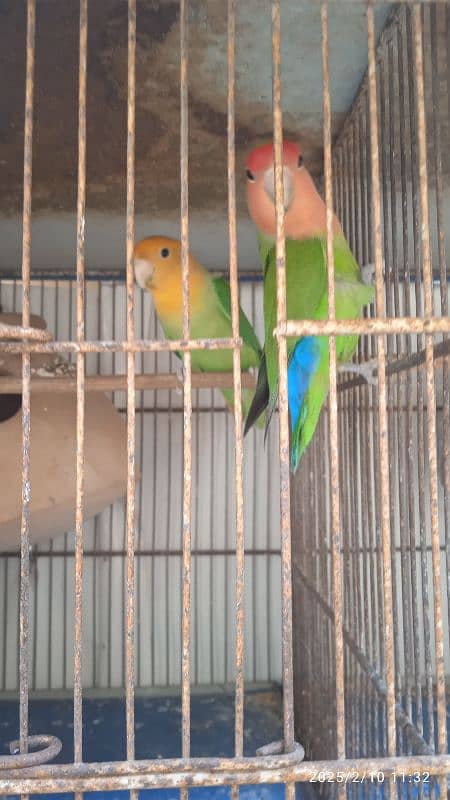 love bird 1