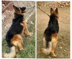 German shepherd Male for sale