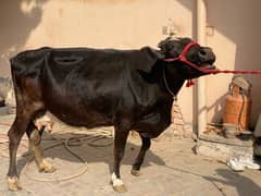 Jarsi cross  cow