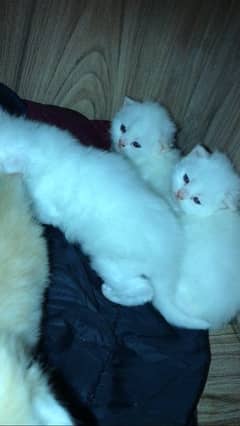 20 days persian triple coated blue eyes kitten