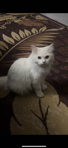 Traditional persian Double coat male full white