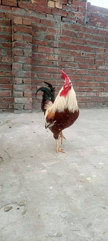 dasi murgy for sale 1