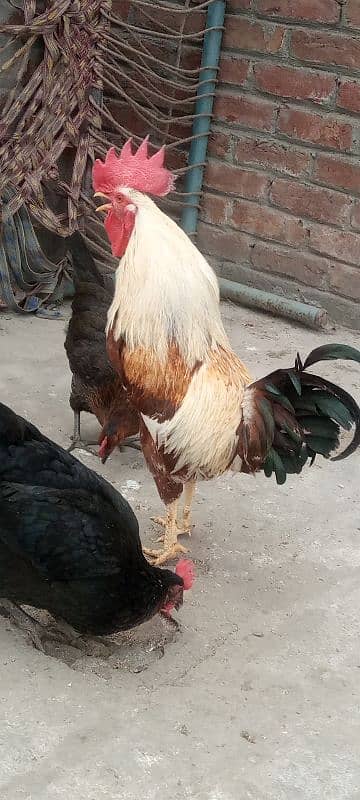 dasi murgy for sale 5