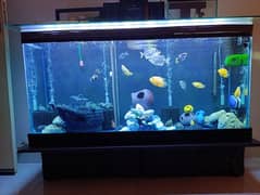 Fish Aquarium