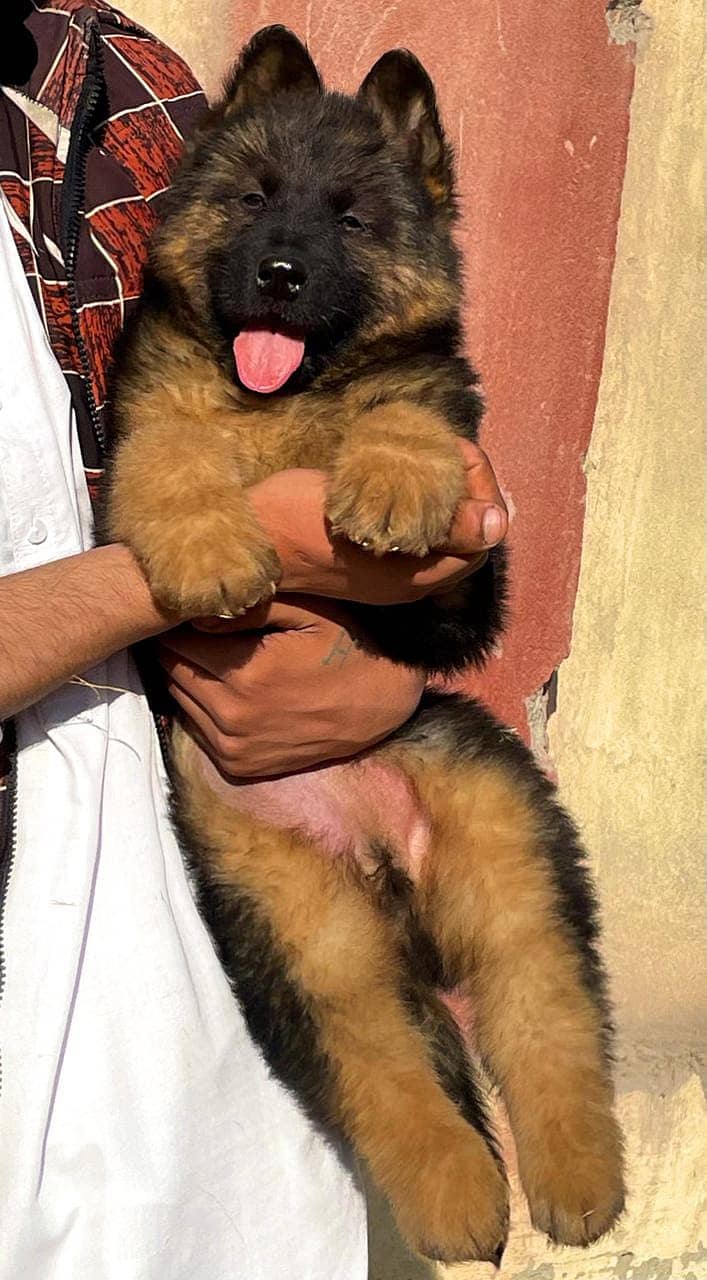 German Shepherd Long Coat Puppies For Sale 0