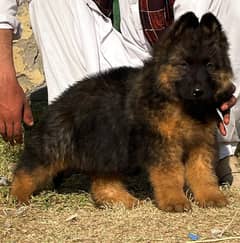 German Shepherd Long Coat Puppies For Sale