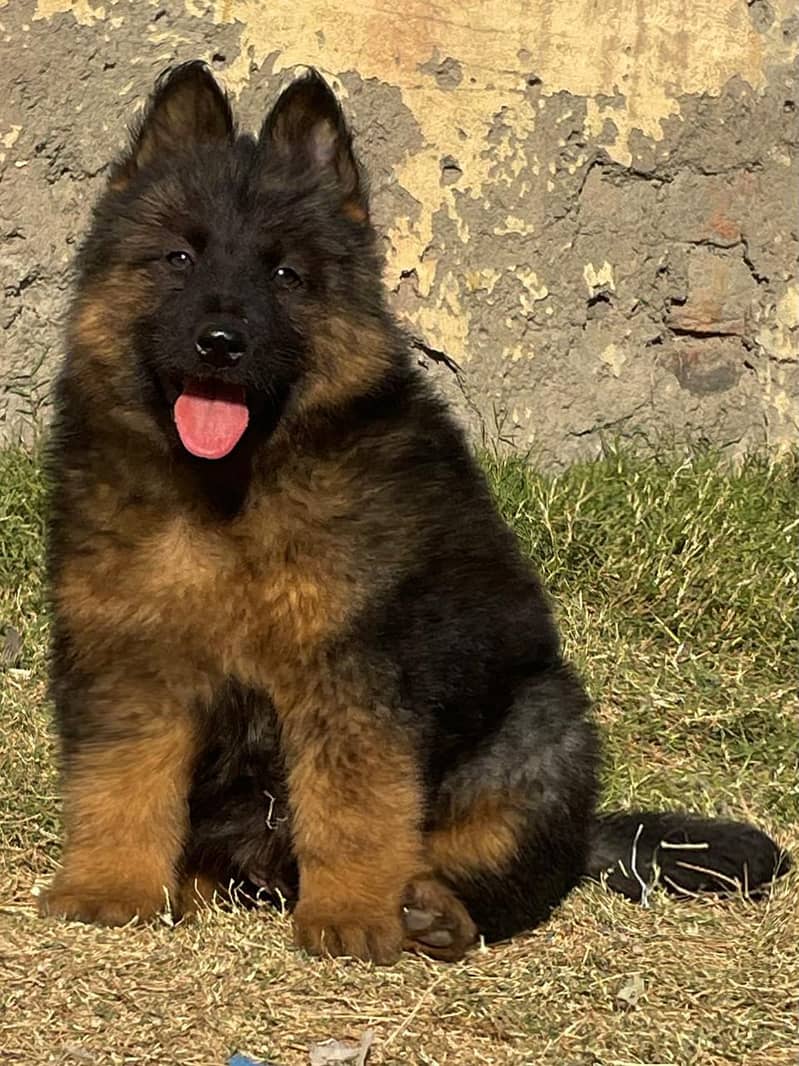 German Shepherd Long Coat Puppies For Sale 2