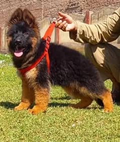 German Shepherd Male Dog For Sale