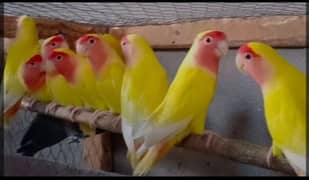 Cummon Lutino lovebird