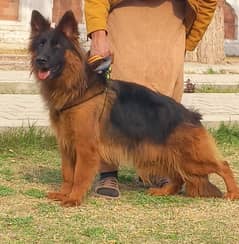 German Shepherd Female For Sale / German Shepherd Long Coat