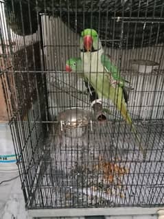 kashmiri raw parrots