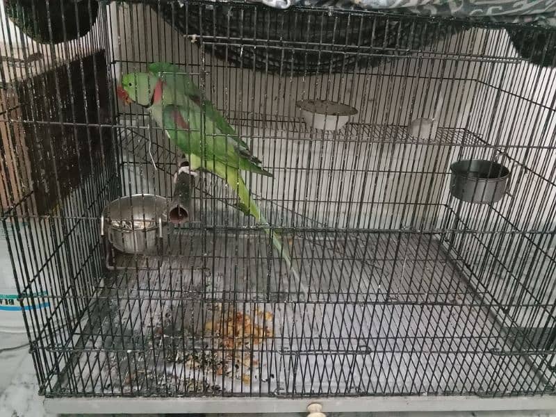 kashmiri raw parrots 1