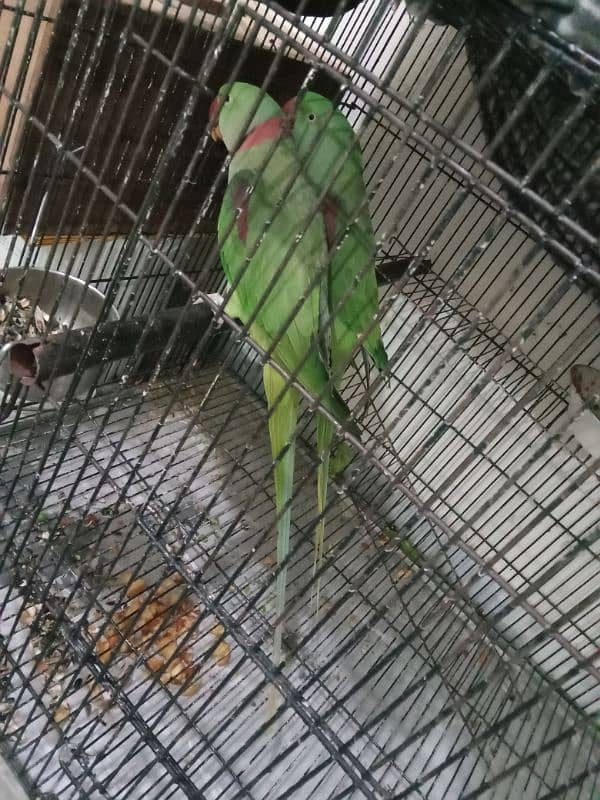 kashmiri raw parrots 2