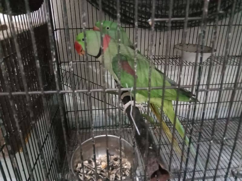 kashmiri raw parrots 5