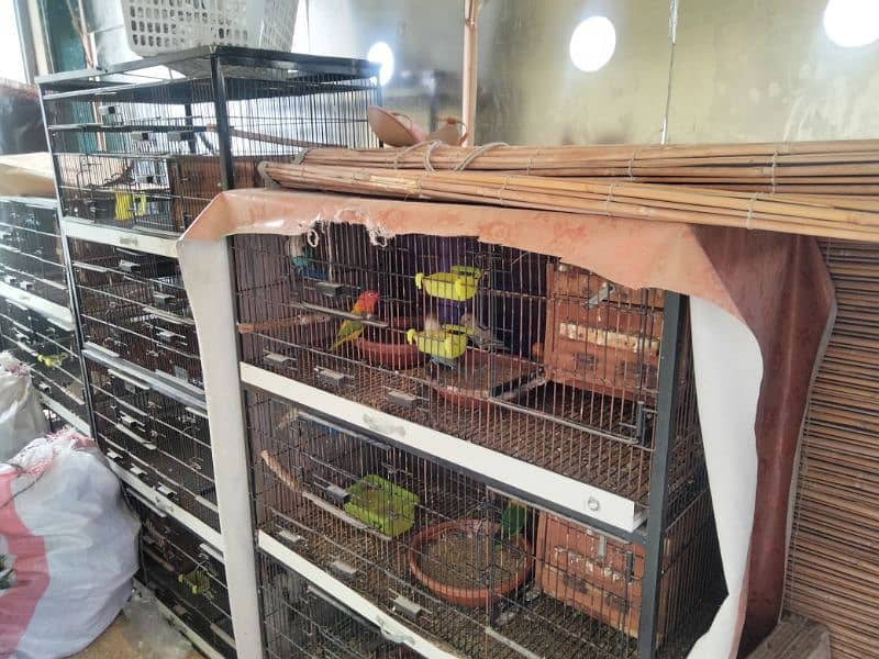 Love Bird's for Sale 0