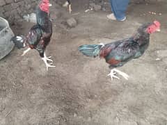 Mianwali Aseel/Aseel For Sale/Murgha or Murghi/Hen For Sale