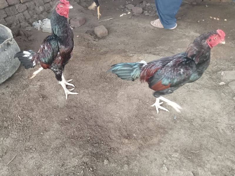 Mianwali Aseel/Aseel For Sale/Murgha or Murghi/Hen For Sale 0