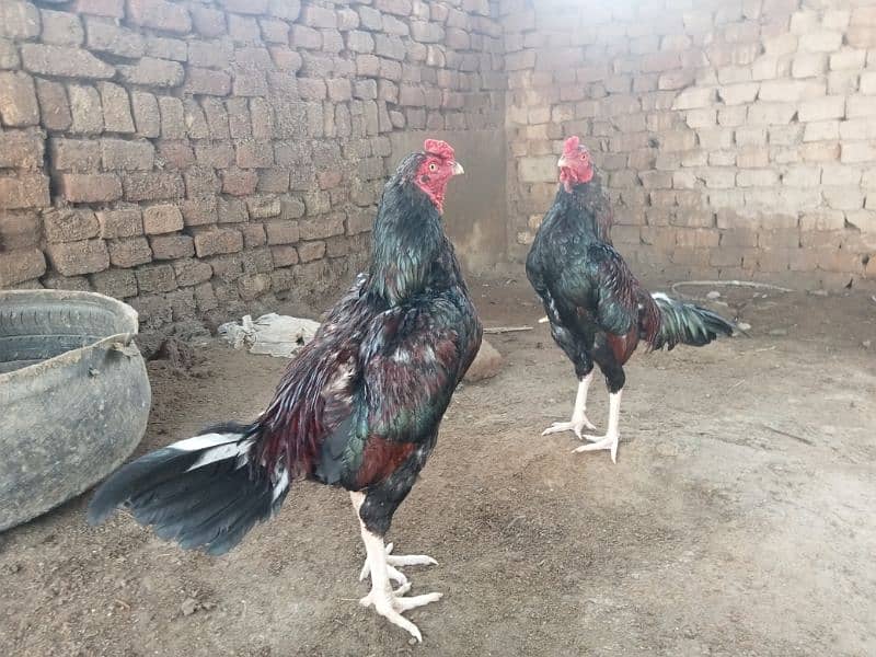 Mianwali Aseel/Aseel For Sale/Murgha or Murghi/Hen For Sale 1