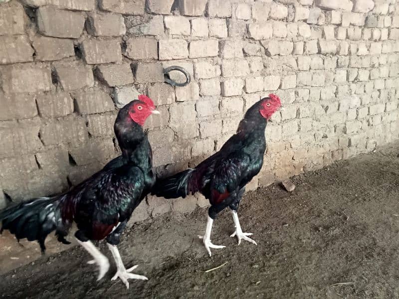 Mianwali Aseel/Aseel For Sale/Murgha or Murghi/Hen For Sale 2