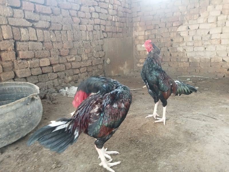 Mianwali Aseel/Aseel For Sale/Murgha or Murghi/Hen For Sale 3