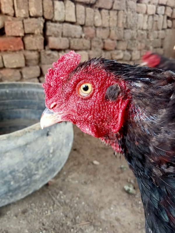 Mianwali Aseel/Aseel For Sale/Murgha or Murghi/Hen For Sale 4