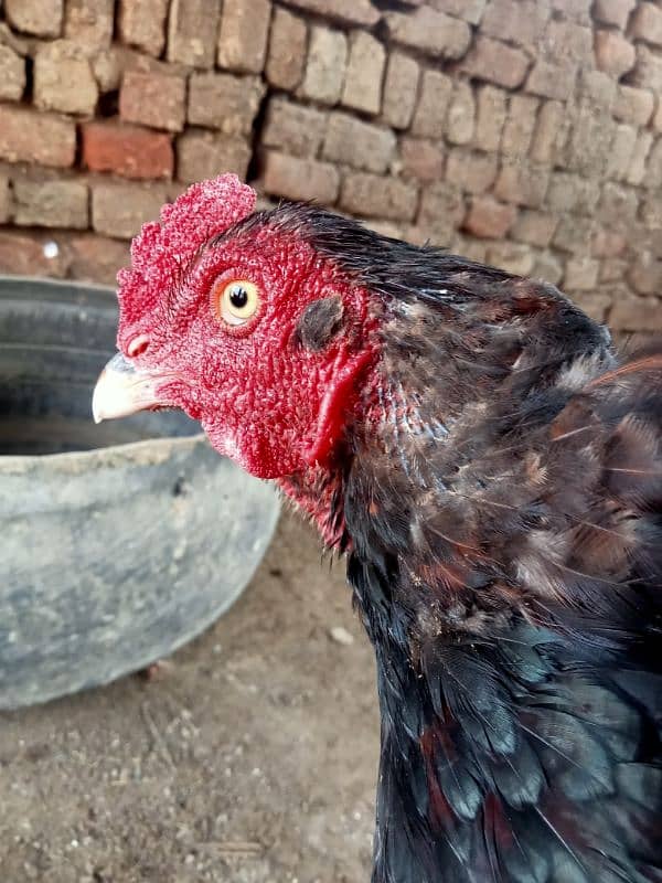 Mianwali Aseel/Aseel For Sale/Murgha or Murghi/Hen For Sale 5